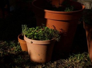 Growing Herb Indoors