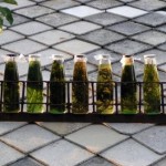 Herbs in Oils, Harvesting Herbs